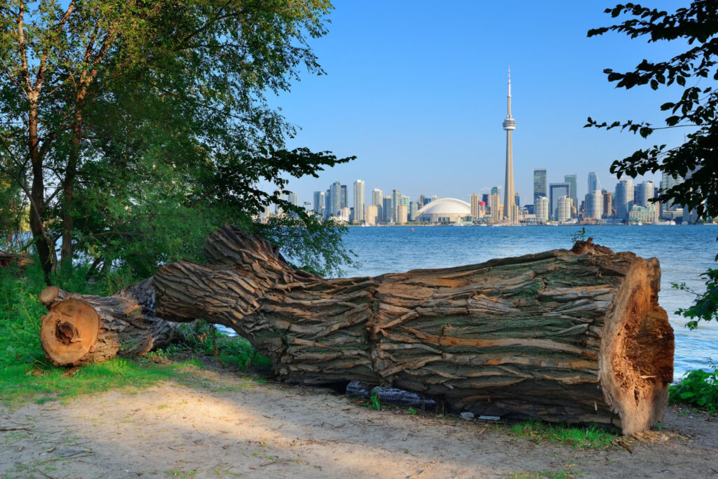 View of the Toronto skyline featuring the CN Tower and Rogers Centre from a park with a large fallen tree in the foreground, symbolizing the blend of natural beauty and urban development in Toronto, Ontario.